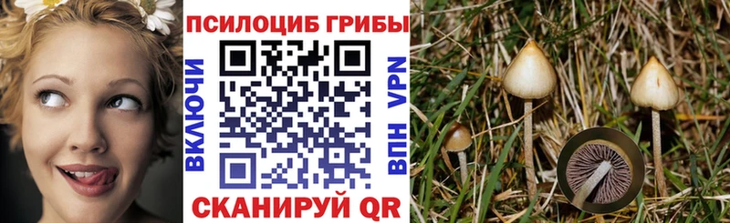 Псилоцибиновые грибы мухоморы цены наркотик kraken ссылки Кувшиново